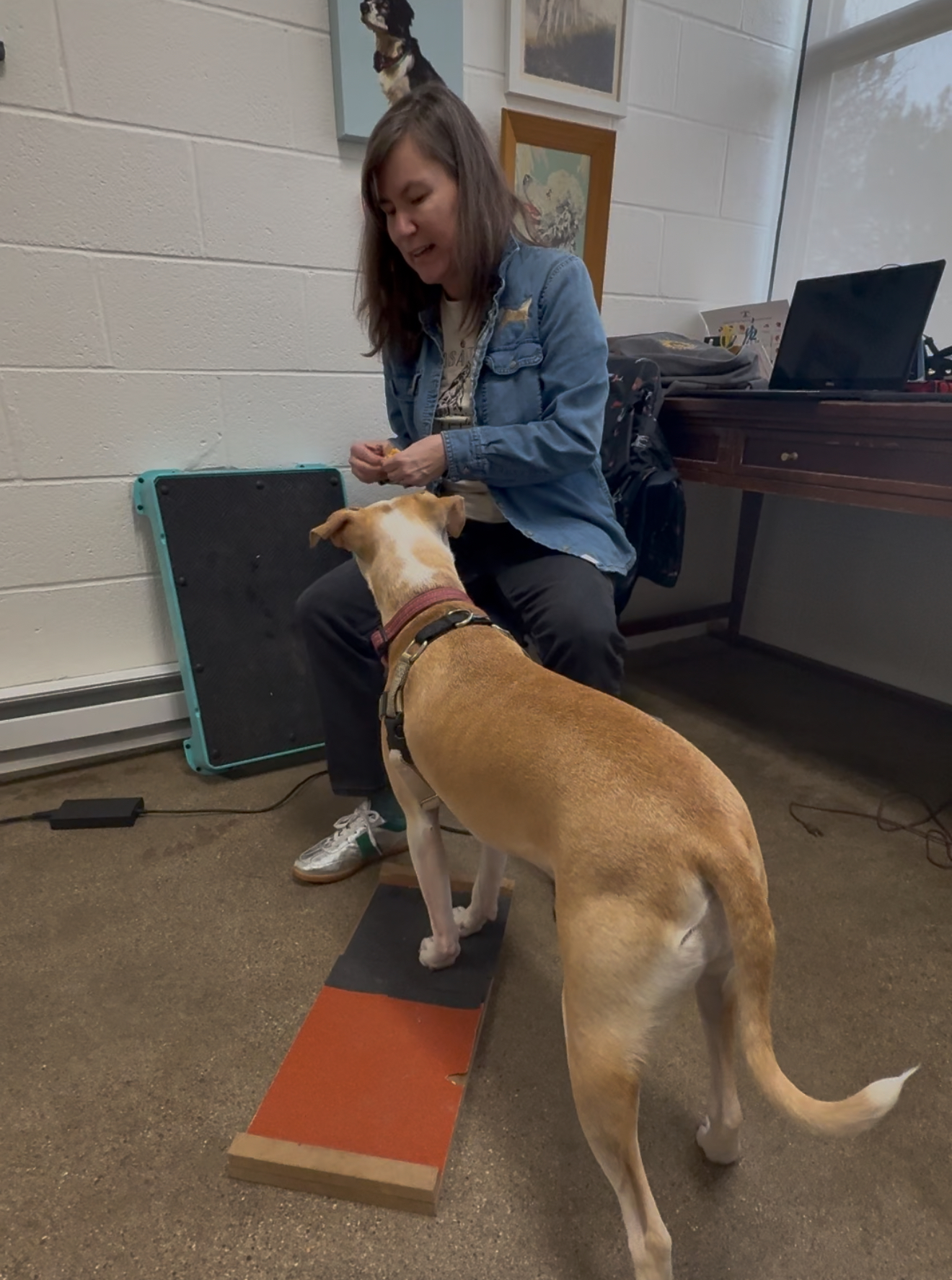 A Pleasant Dog in Grand Rapids