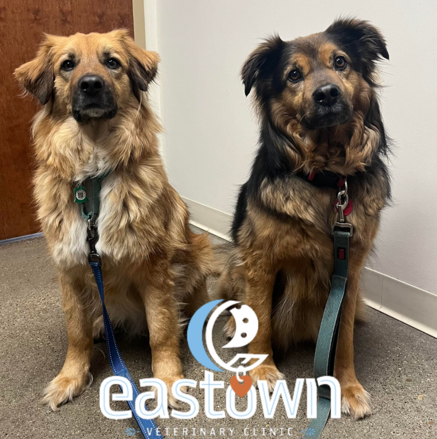 Eastown Veterinary Clinic — photo