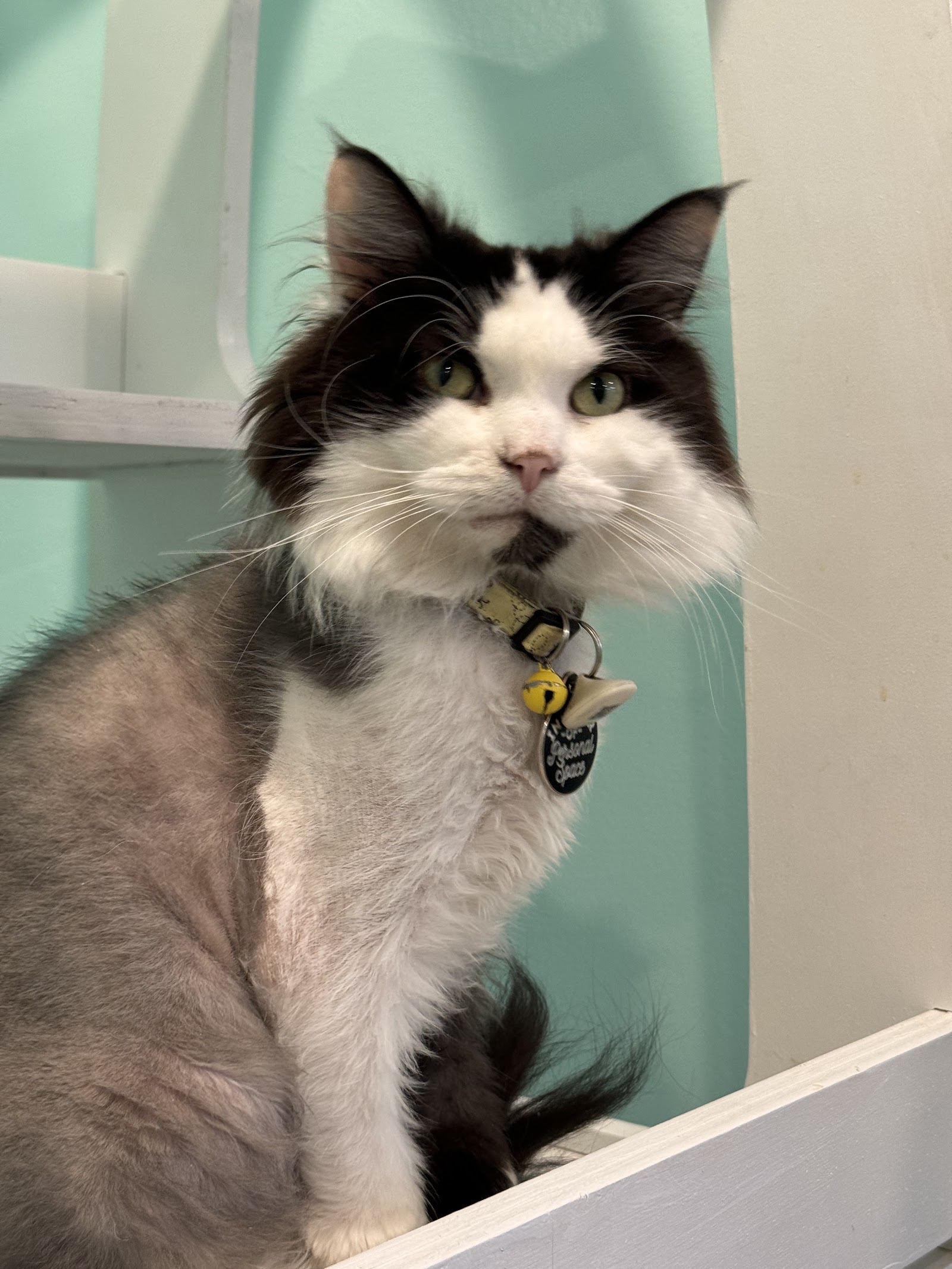Feline Wellness Center PLLC in Grand Rapids