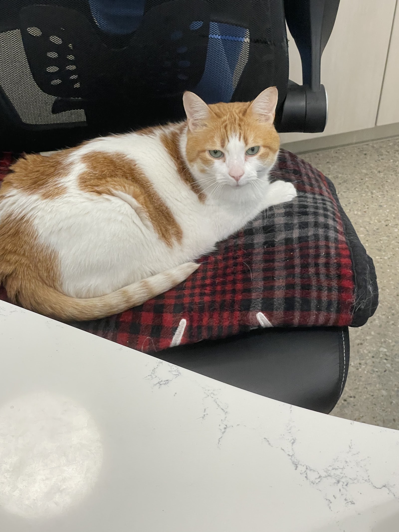 Plymouth Road Animal Clinic in Grand Rapids