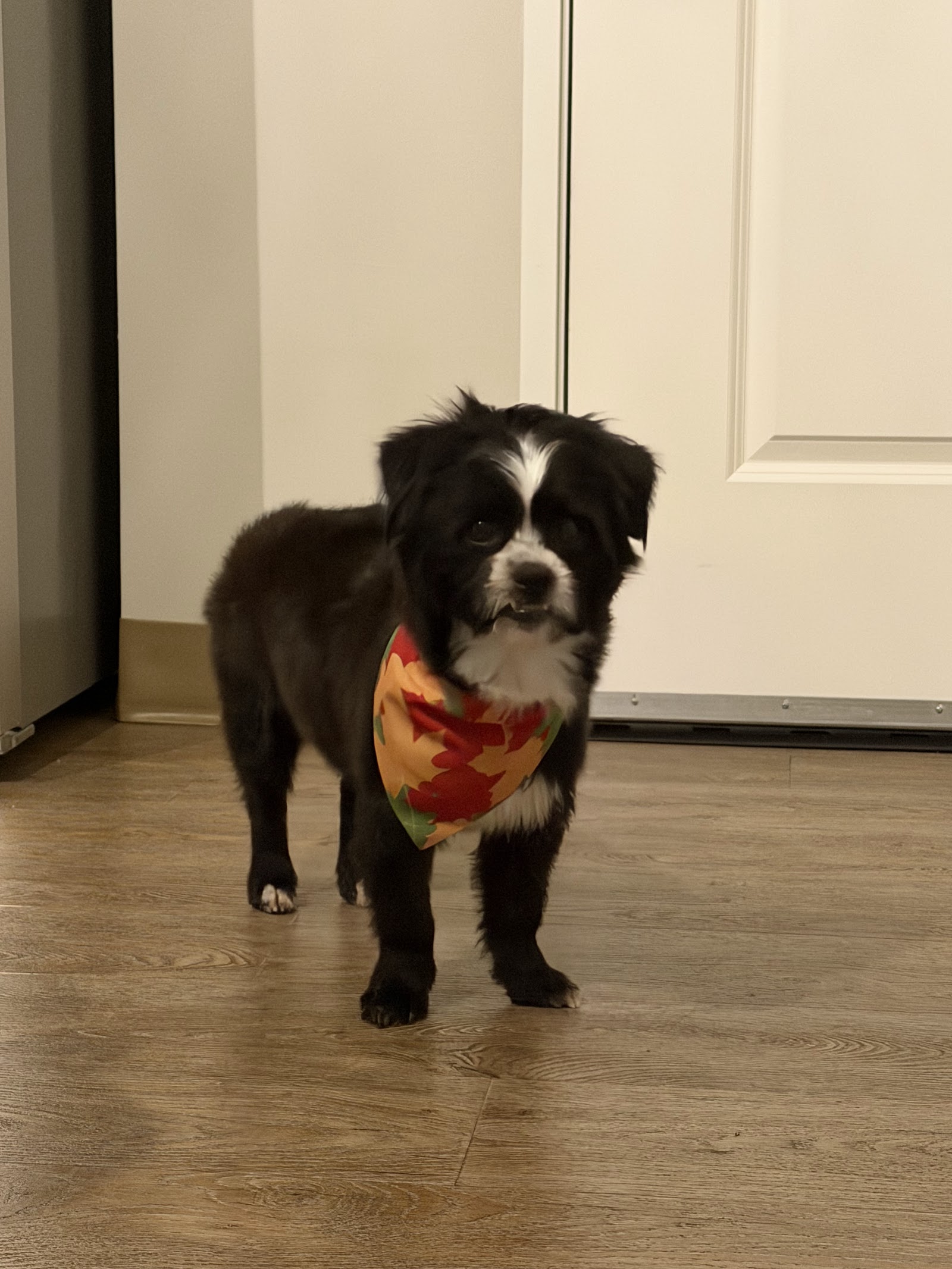 Stinky Pete's Pet Grooming in Grand Rapids