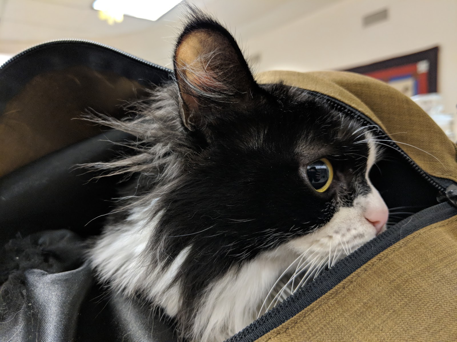 VCA Northeast Animal Hospital in Grand Rapids