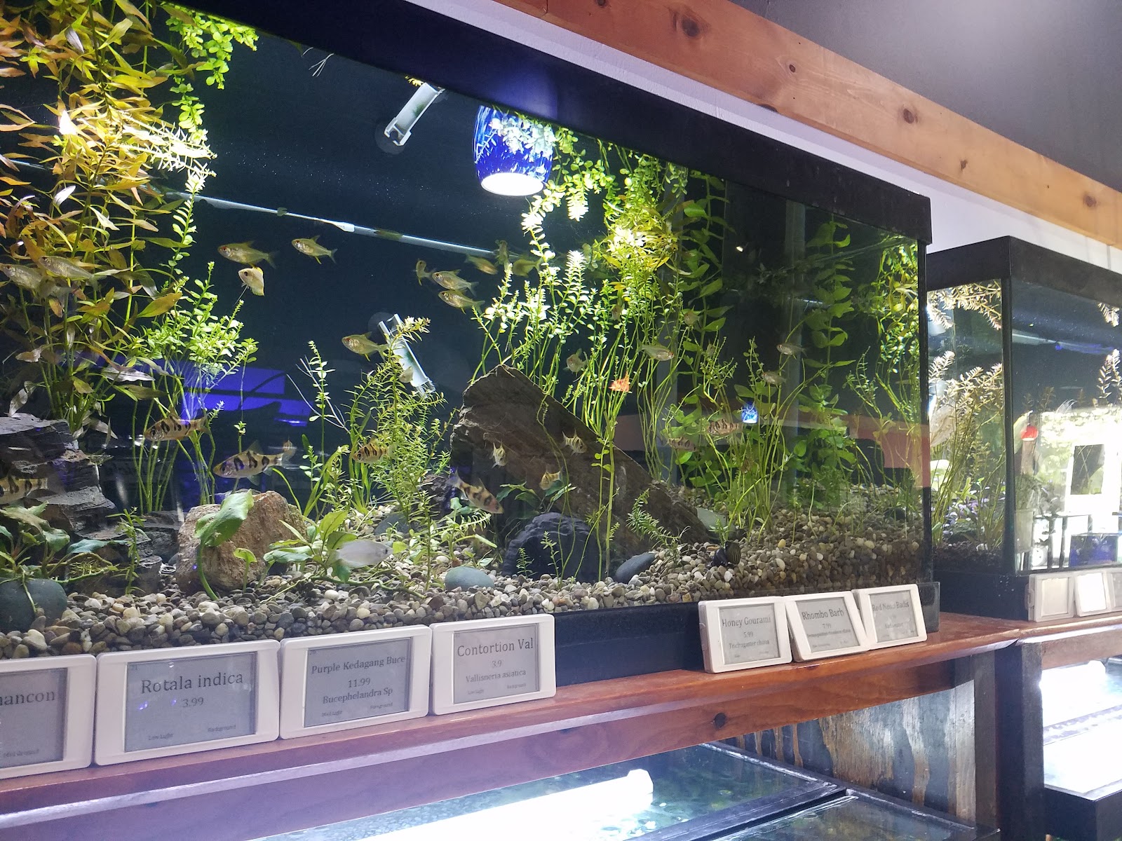 Watercolors Aquarium Gallery in Grand Rapids