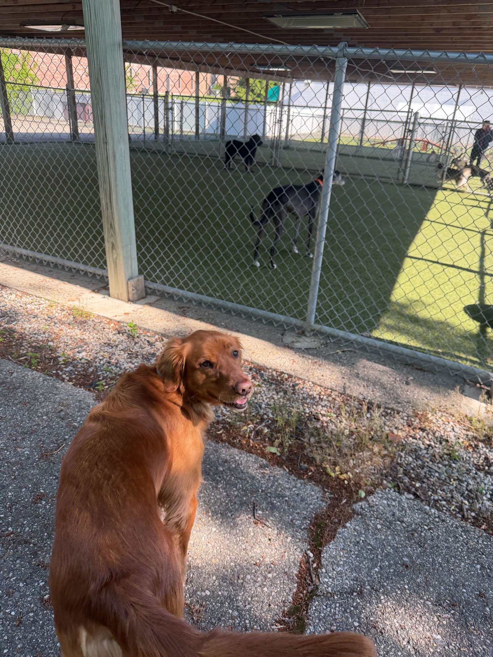 Whiskers Resort & Pet Spa — photo